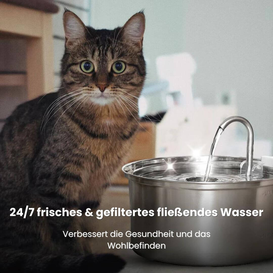 brunnen für katzen