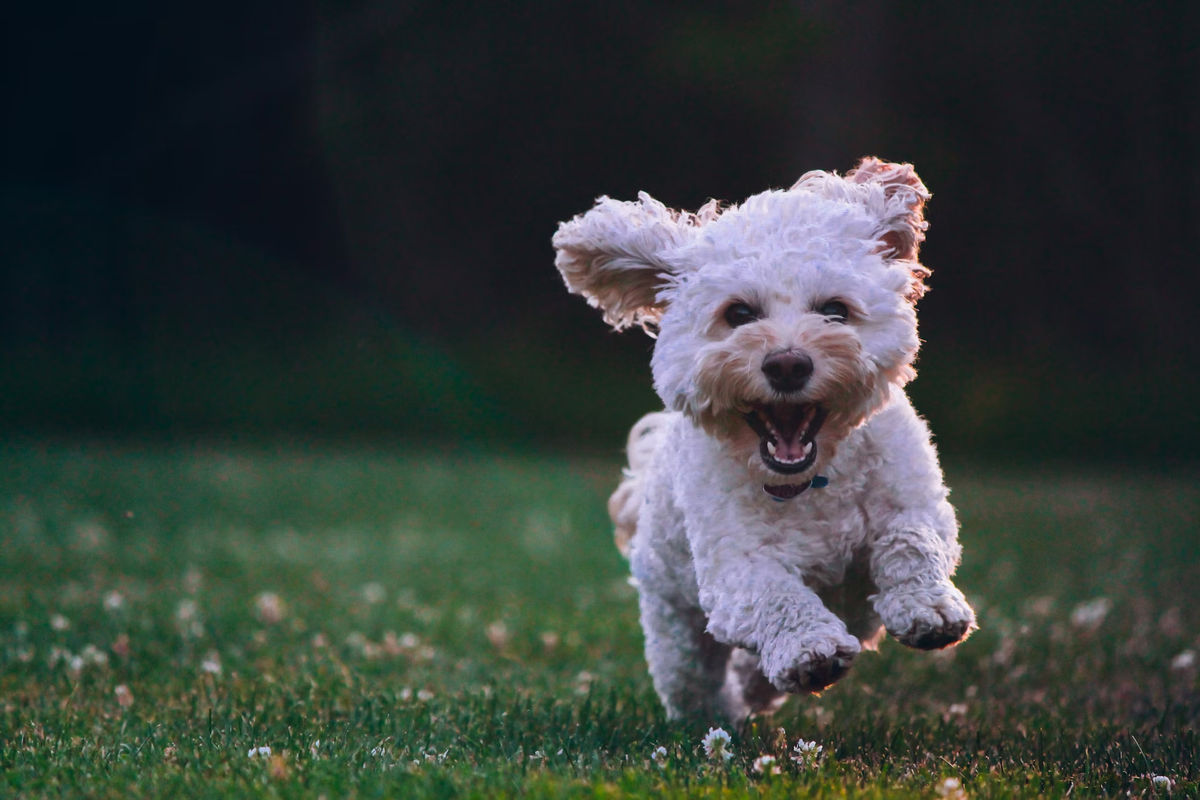WANN GEHT ES MEINEM HUND BESSER?