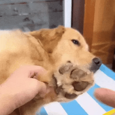 Higiene e conforto para cães facilitados