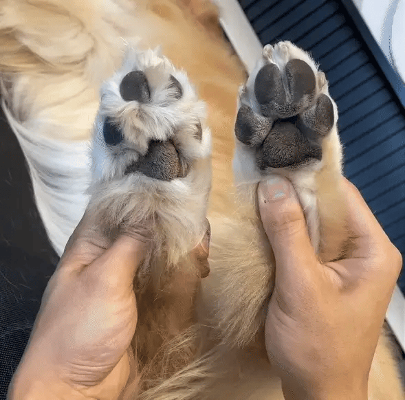 Confortável para você, seguro para o seu cão.