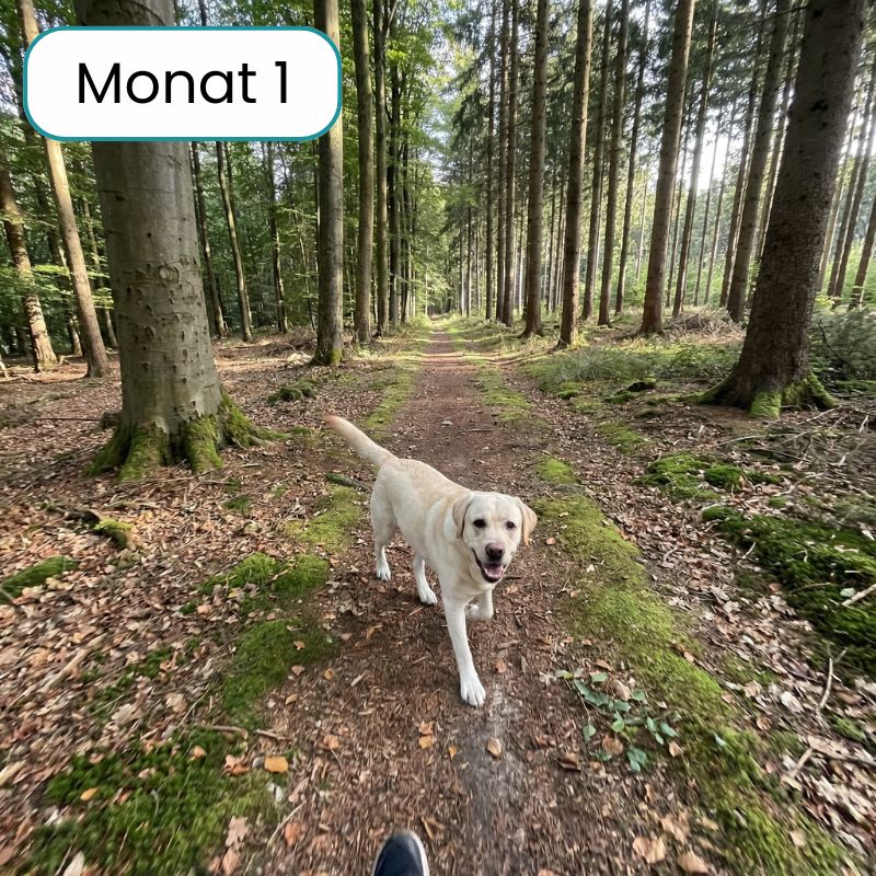 Pro-Gelenk Complex Leckerlis