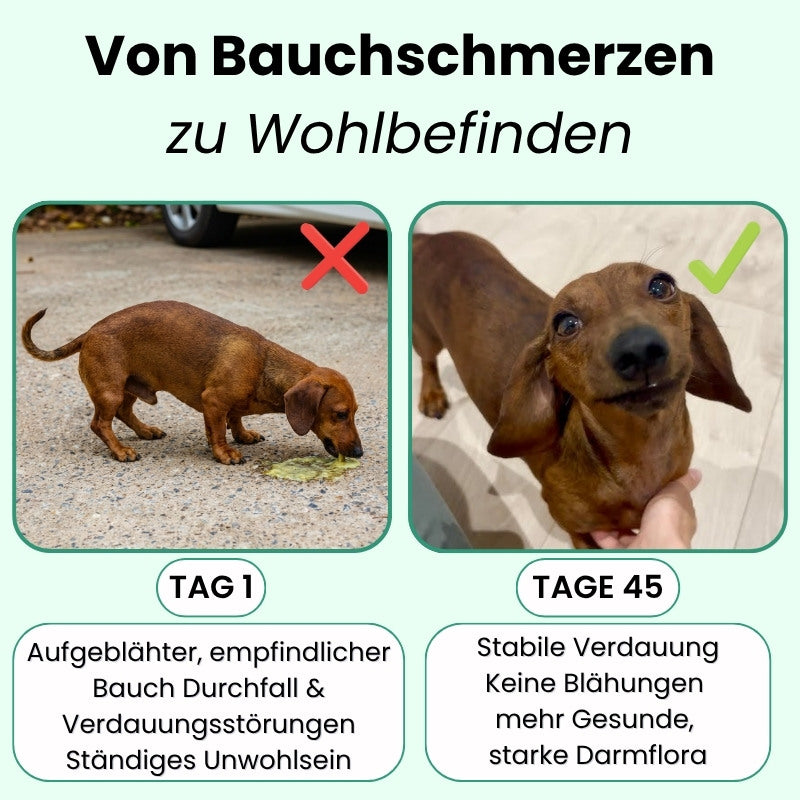 Probiotika & Präbiotika Leckerlis