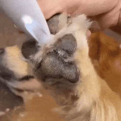 Soluções inovadoras para cuidar das patas do seu pet sem preocupações.