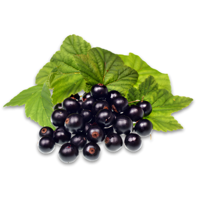 Maqui-Beeren-Extrakt (15 mg)